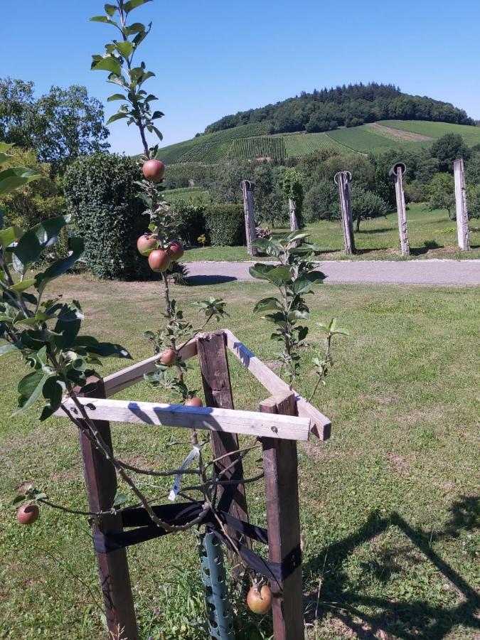 Apartament Paradies 2 Castellberg-Jakobsweg Döttingen Zewnętrze zdjęcie